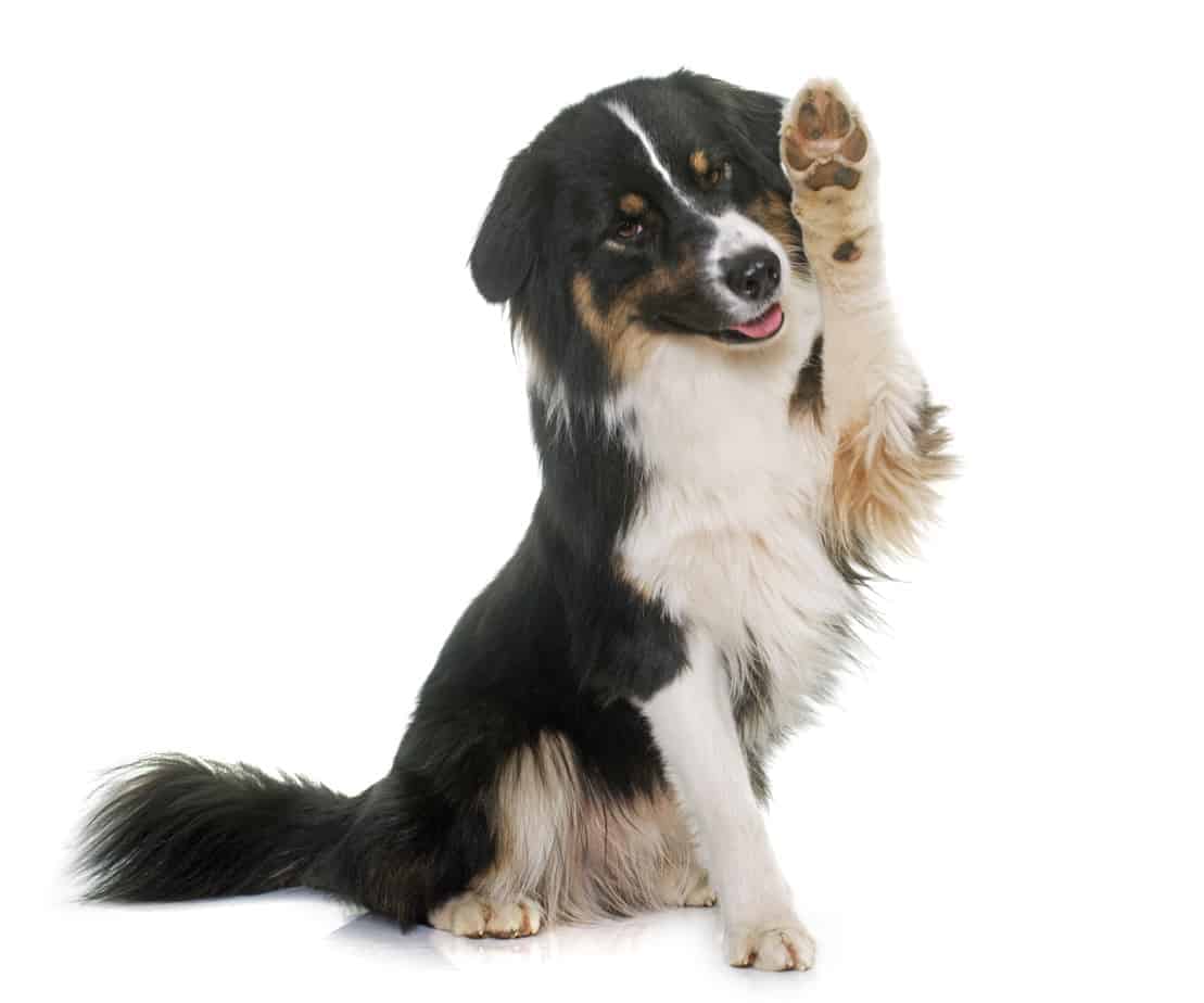 raise your hand